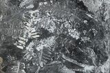 Large, Fossil Seed Fern (Alethopteris) Plate - Pennsylvania #280503-1
